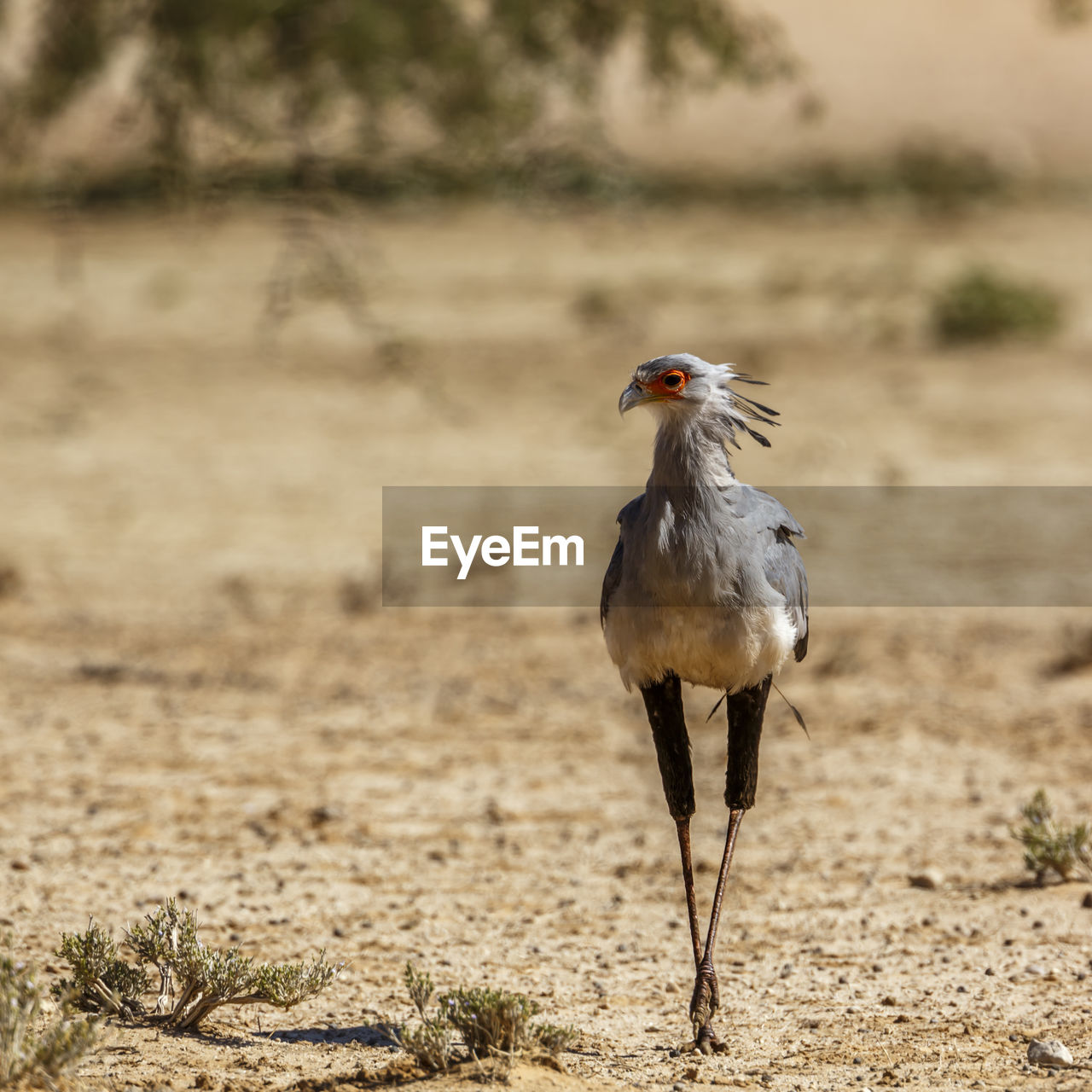 BIRD STANDING ON LAND