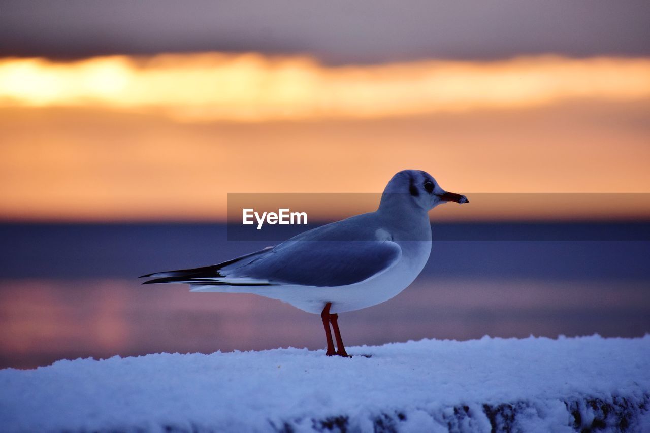 SEAGULL PERCHING ON SNOW COVERED LANDSCAPE DURING SUNSET