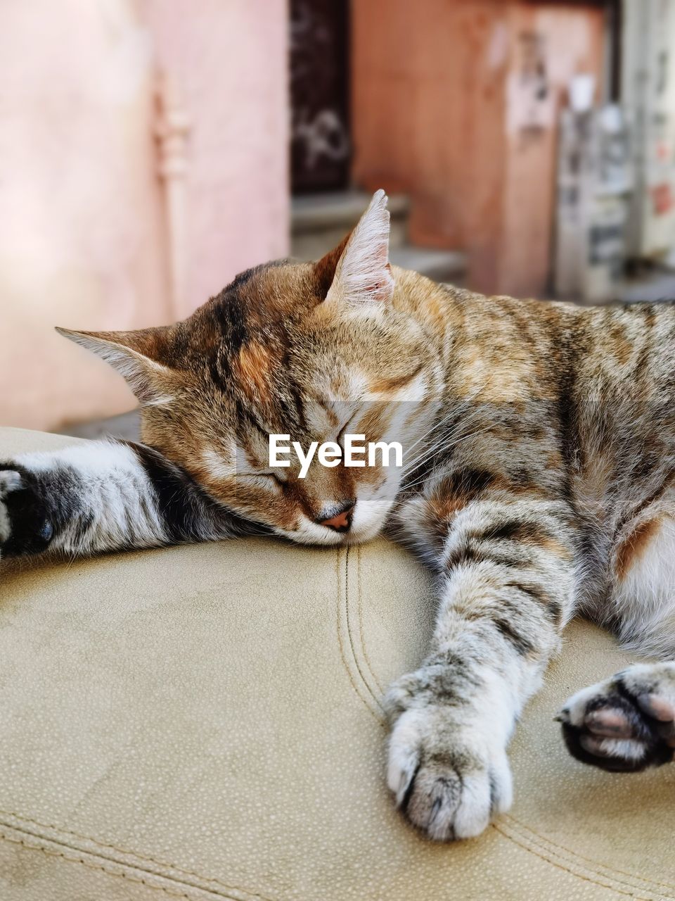 CAT SLEEPING IN A DOMESTIC ROOM