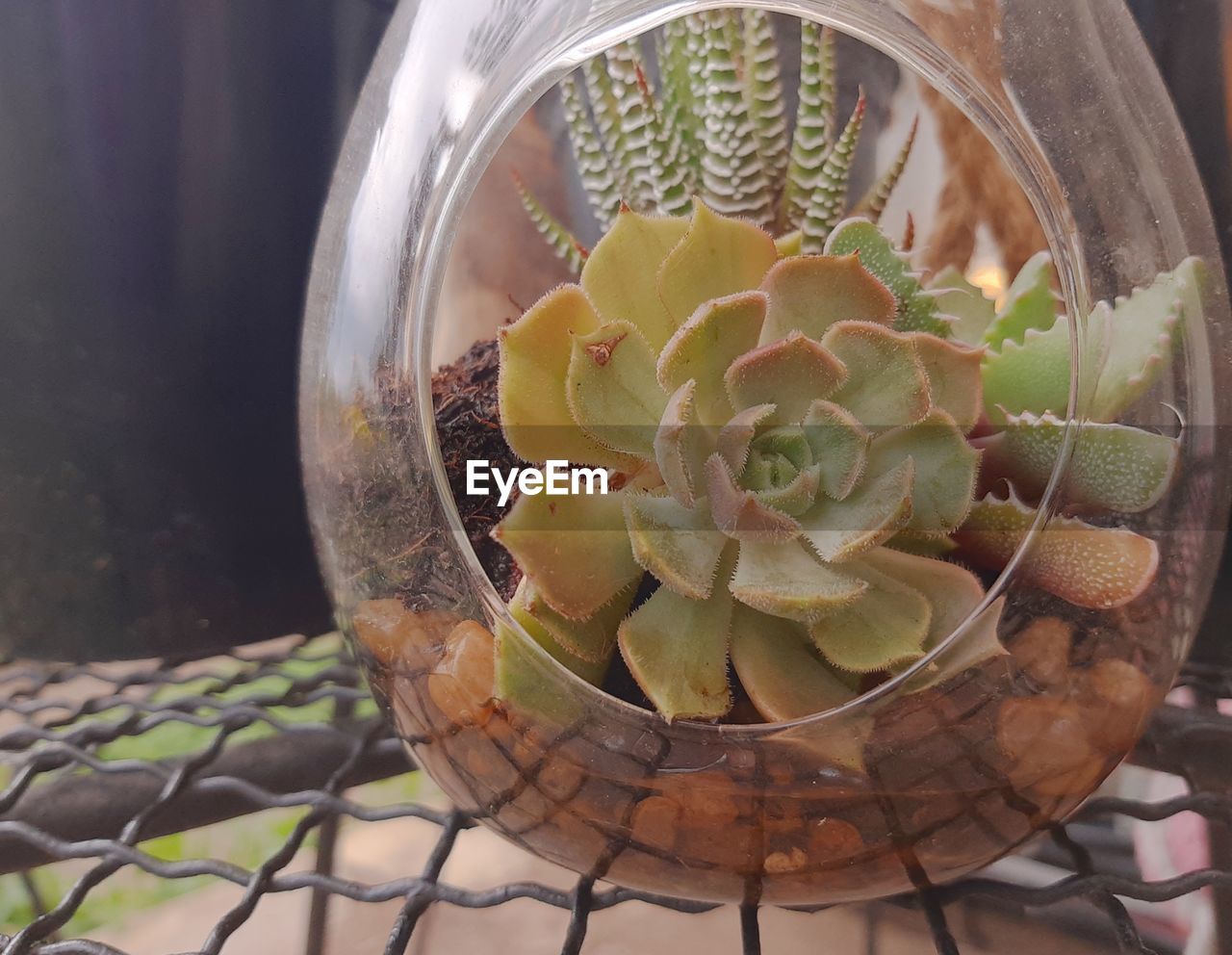 HIGH ANGLE VIEW OF POTTED PLANT ON TABLE