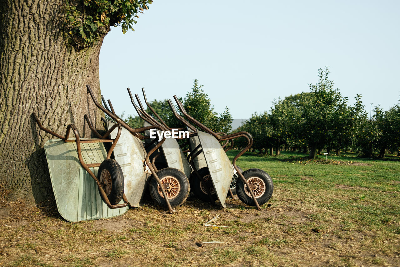 Wheelbarrow leaning against tree on apple orchard