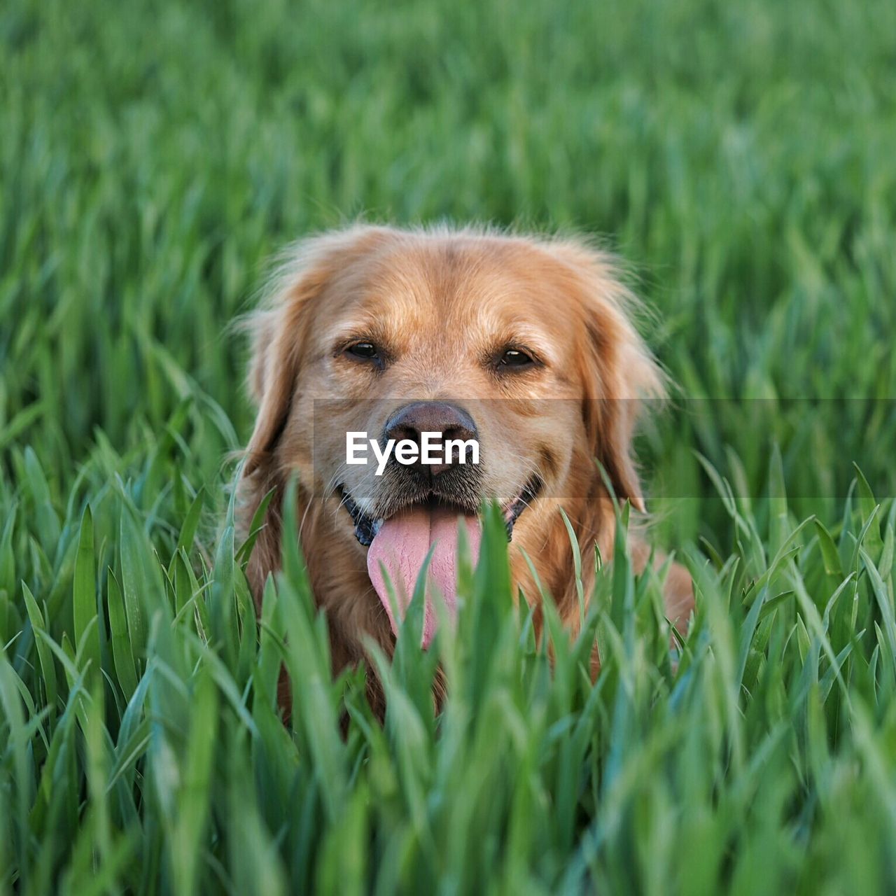 Close-up of dog in crop field