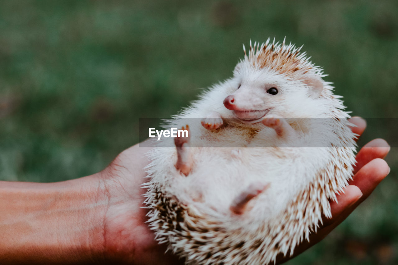 Close-up of a hand holding a hedgehog 