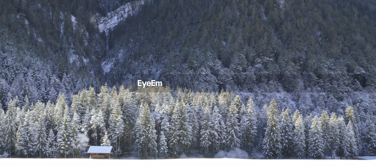 VIEW OF PINE TREES IN FOREST