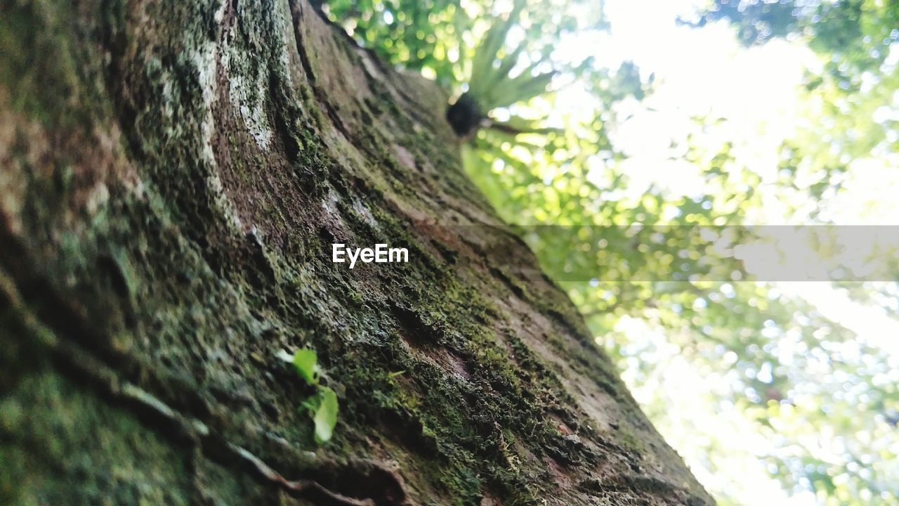 LOW ANGLE VIEW OF TREE