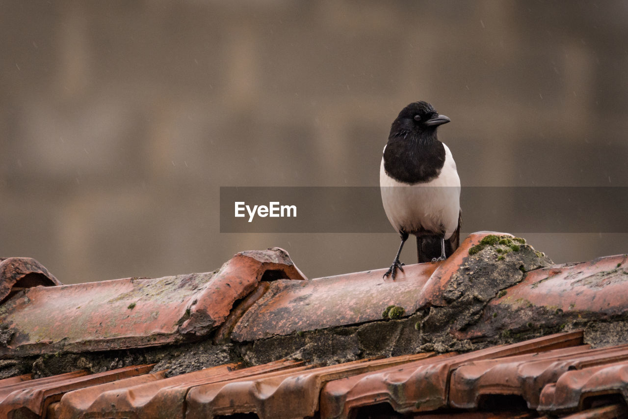 Close-up of bird perching on roof