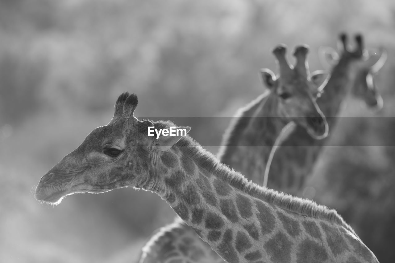 CLOSE-UP OF AN ANIMAL
