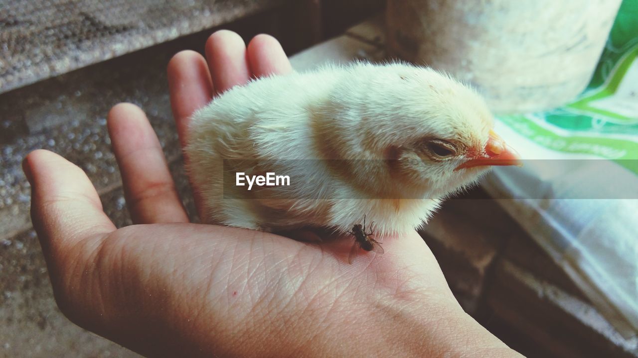 CROPPED IMAGE OF HAND HOLDING BABY