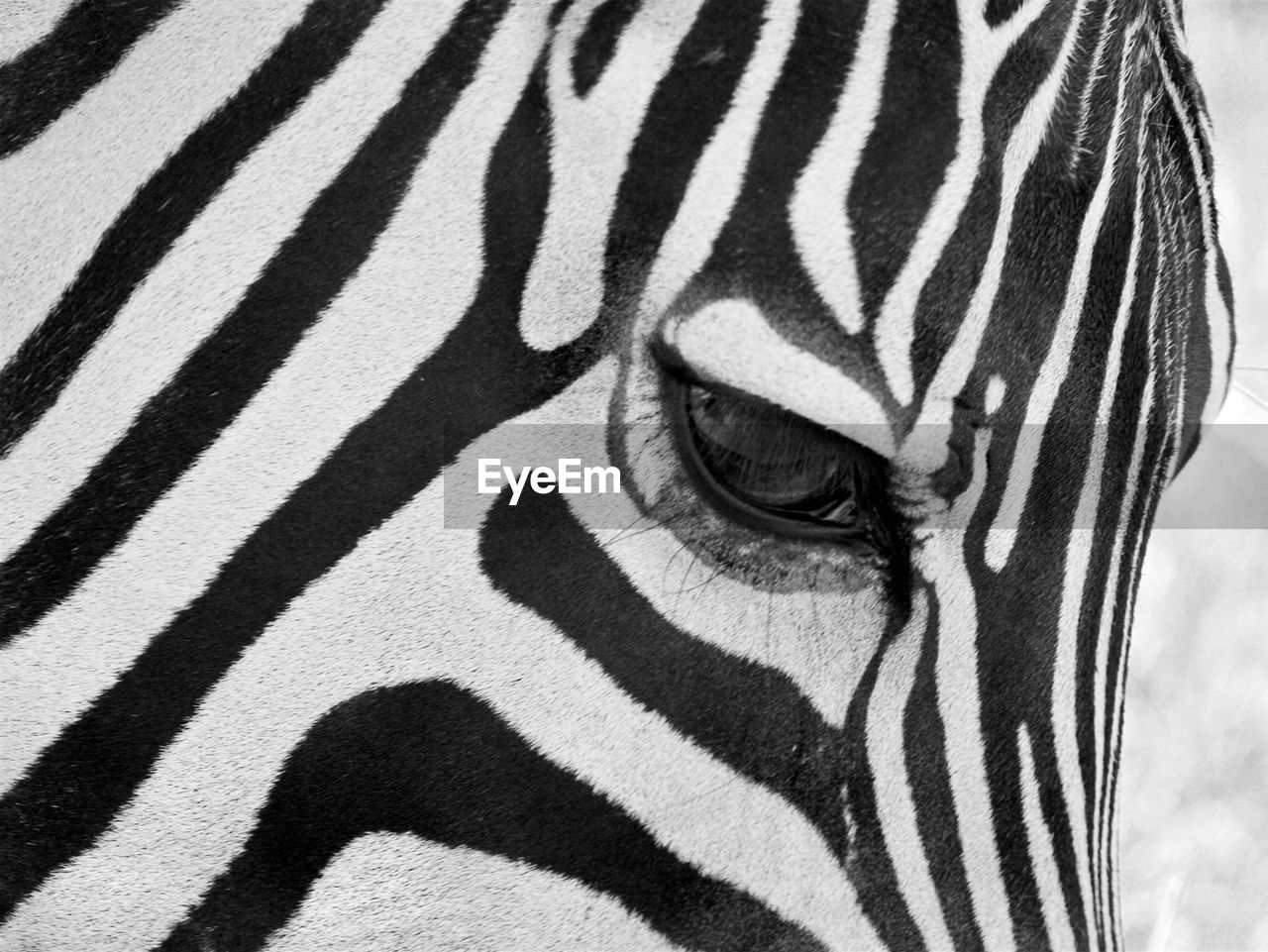 Close-up portrait of a zebra