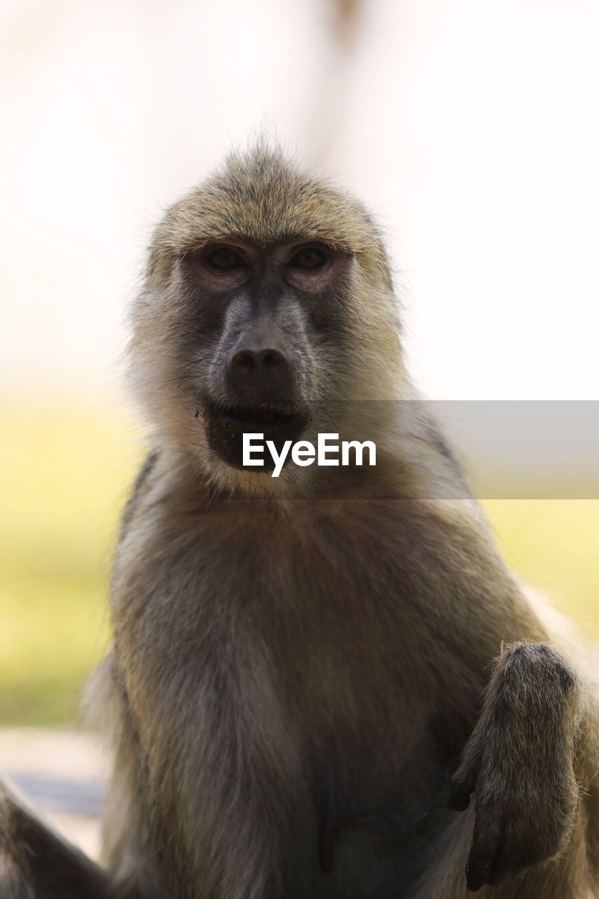 CLOSE-UP PORTRAIT OF MONKEY SITTING ON COLUMN