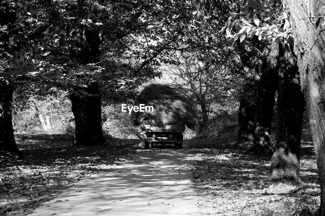 Empty road passing through forest