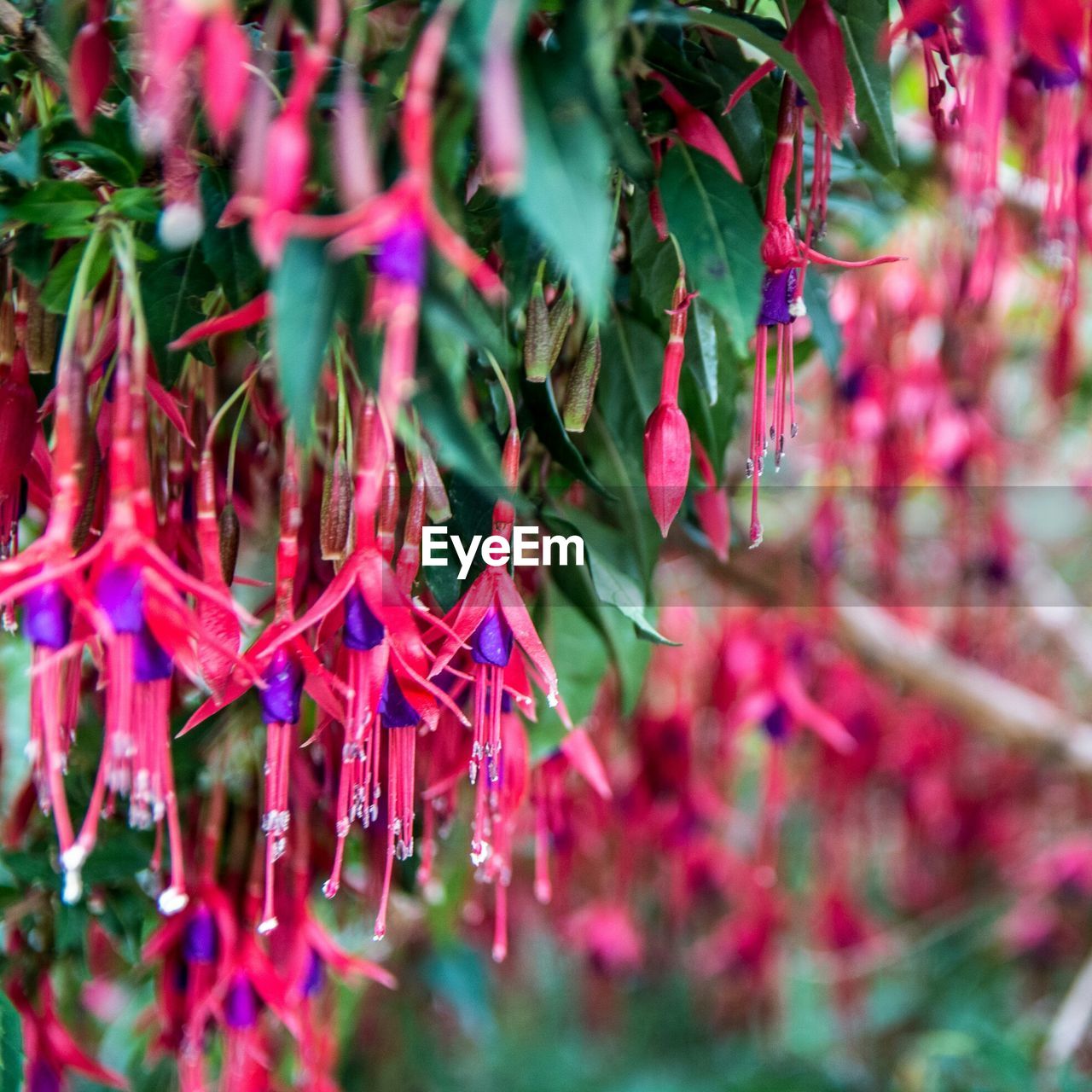 CLOSE-UP OF RED LEAVES