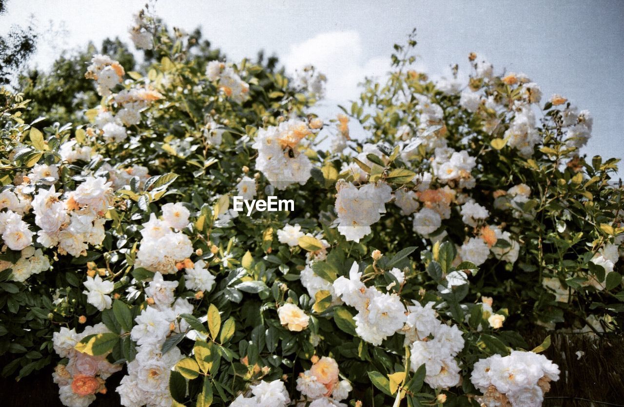 Close-up of white flowers blooming on tree