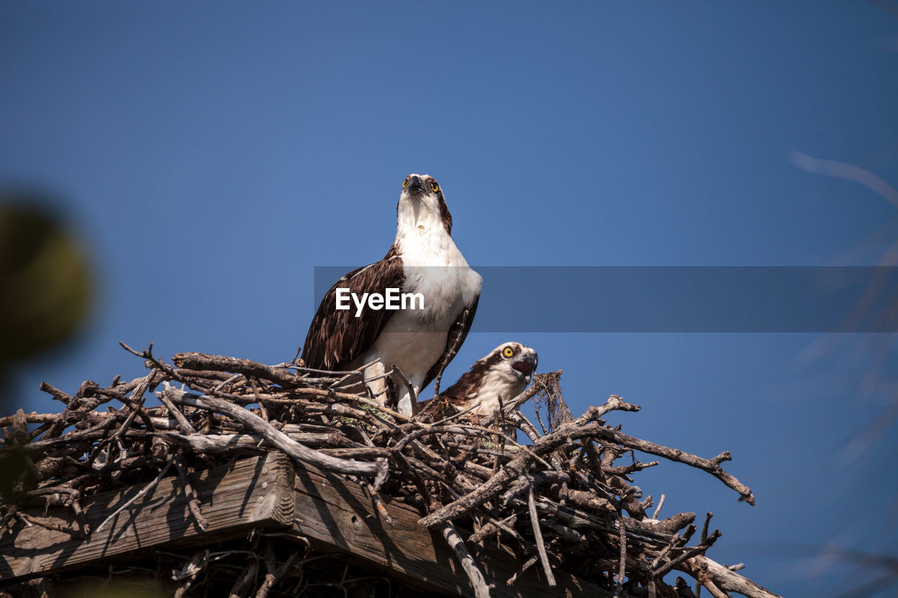 LOW ANGLE VIEW OF BIRD PERCHING ON NEST