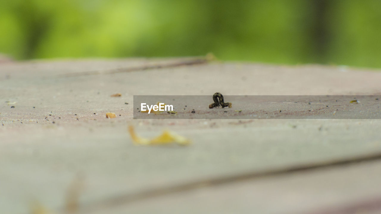 Surface level of caterpillar on ground