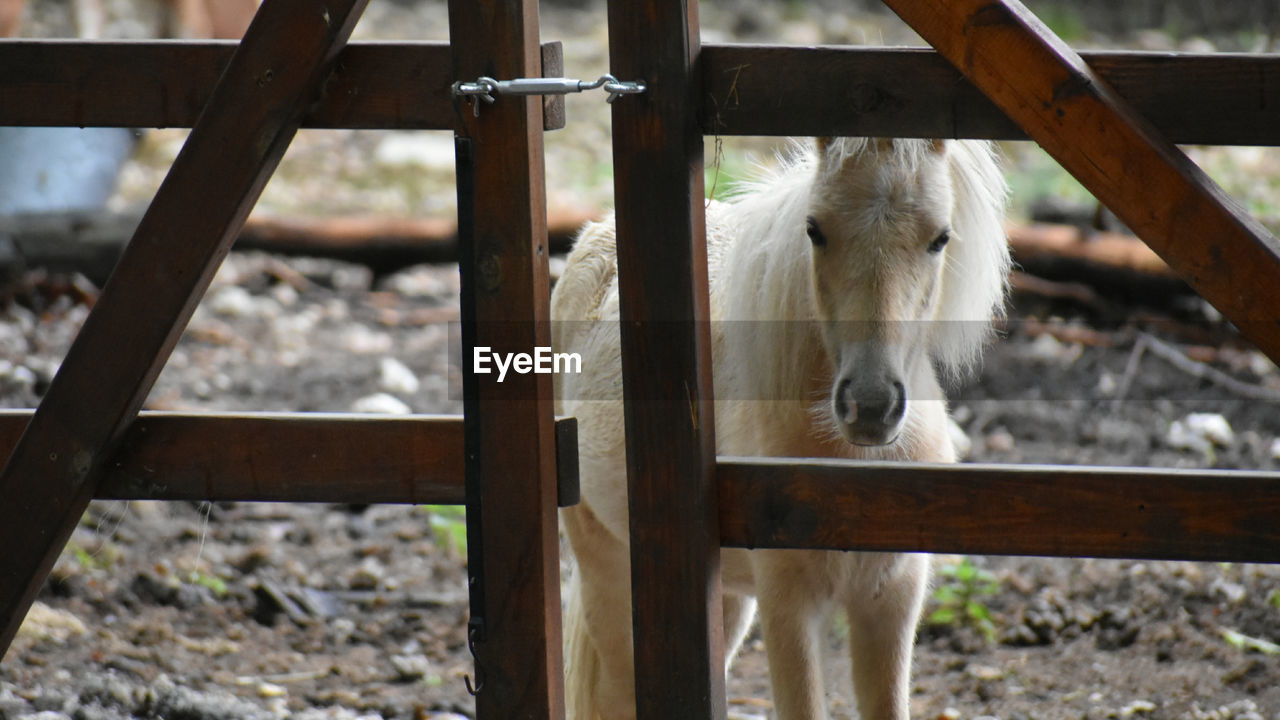 View of horse in ranch