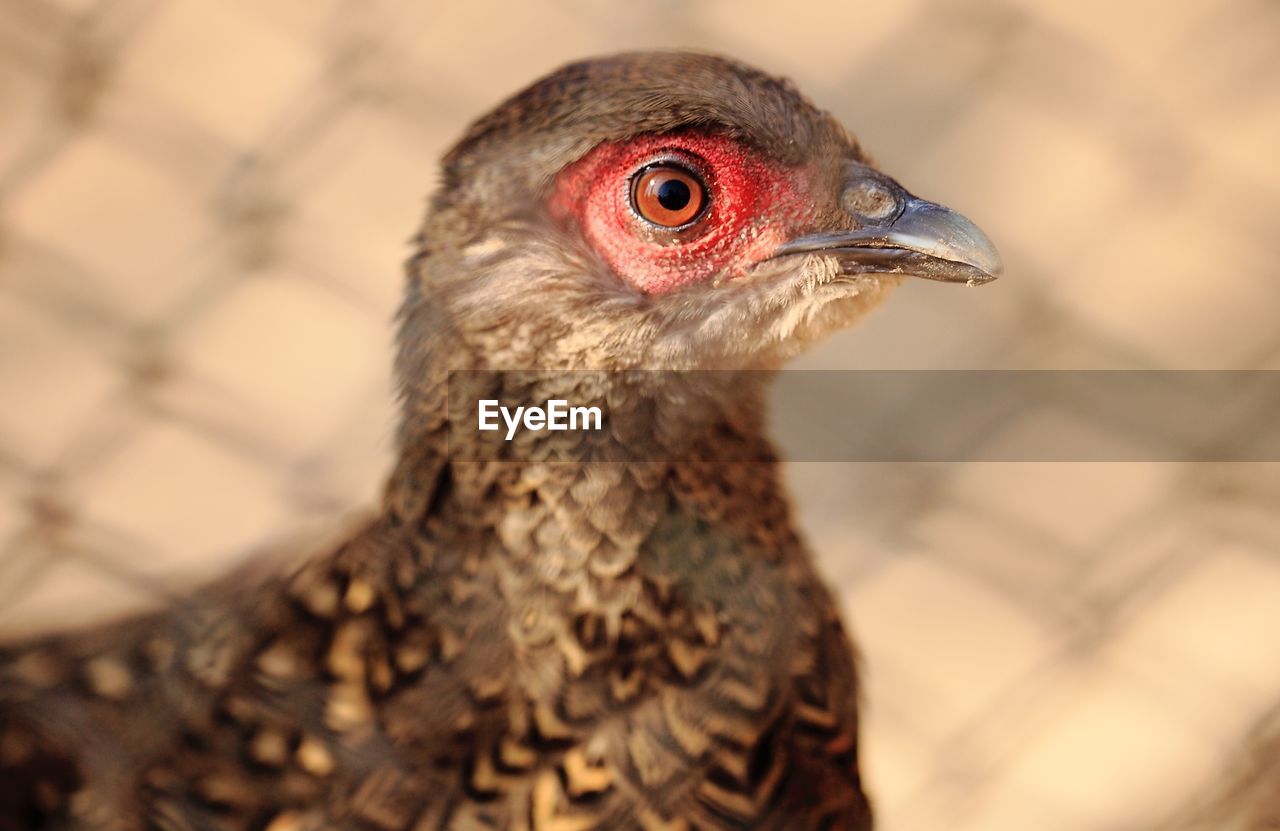 CLOSE-UP OF A PARROT