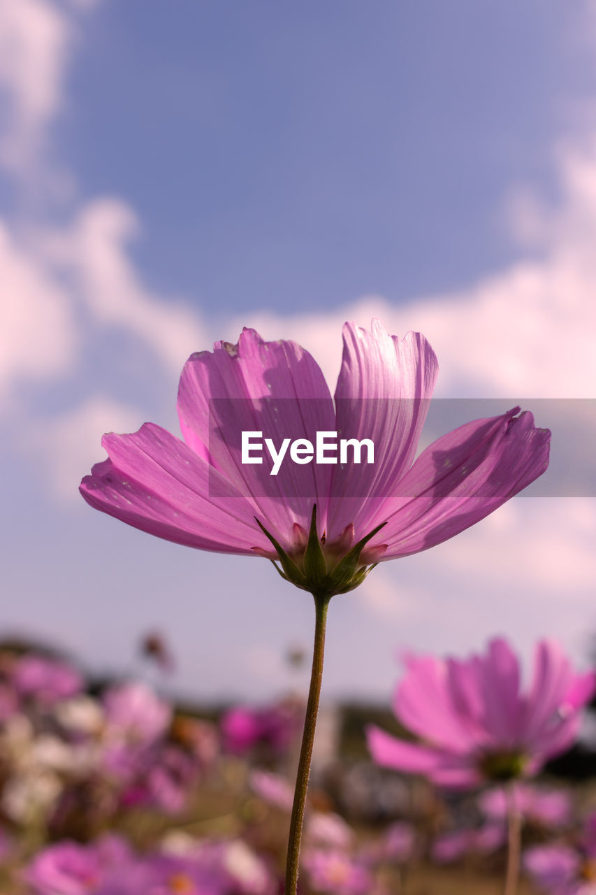 flower, flowering plant, plant, freshness, beauty in nature, pink, nature, garden cosmos, close-up, fragility, blossom, sky, flower head, petal, cloud, purple, inflorescence, macro photography, growth, focus on foreground, no people, cosmos, outdoors, magenta, wildflower, springtime, plant stem, selective focus, field, cosmos flower, botany, environment, summer, tranquility, landscape