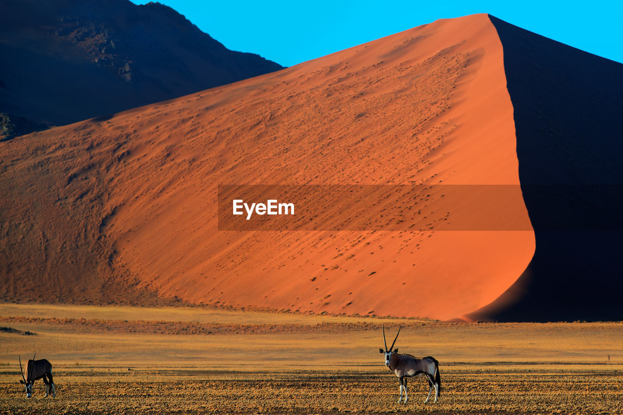 Oryx grazing on field against mountain