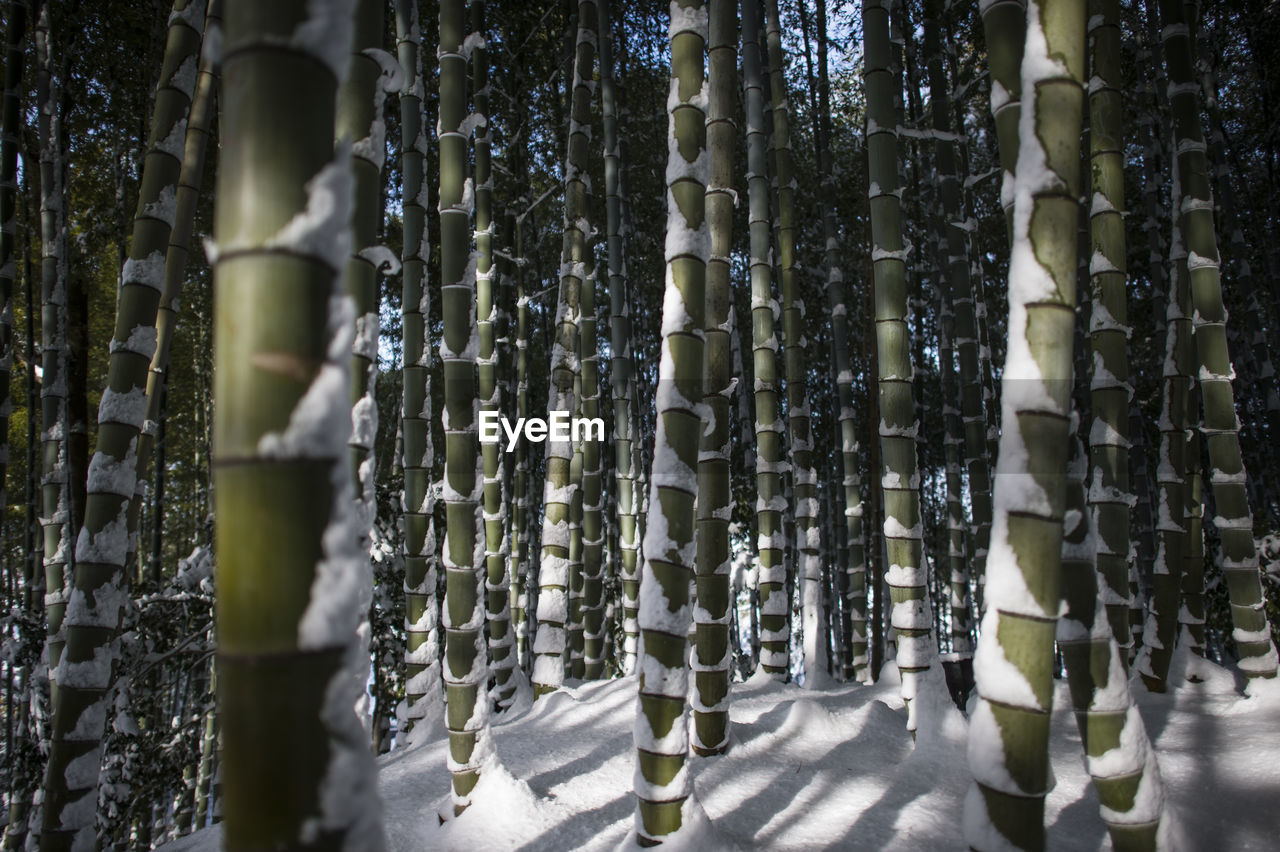 Bamboos on snowcapped field during winter