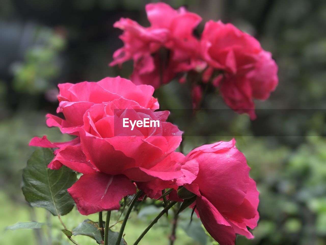 CLOSE-UP OF PINK ROSE WITH RED ROSES