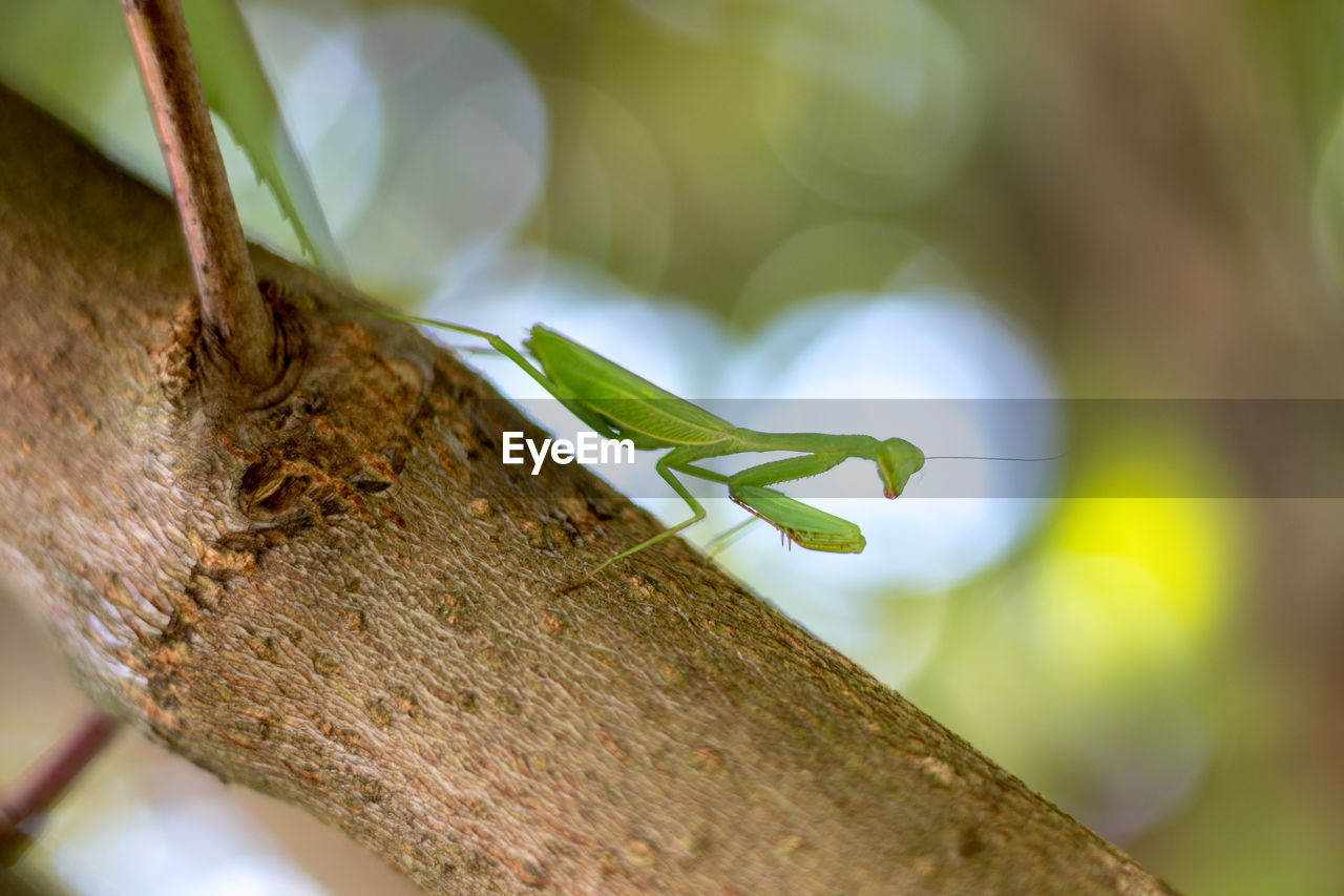 CLOSE-UP OF INSECT ON TREE