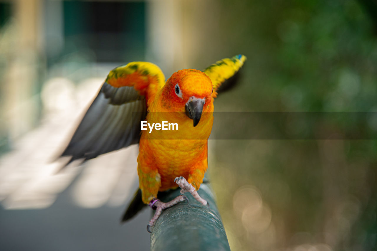 Close-up of parrot perching 