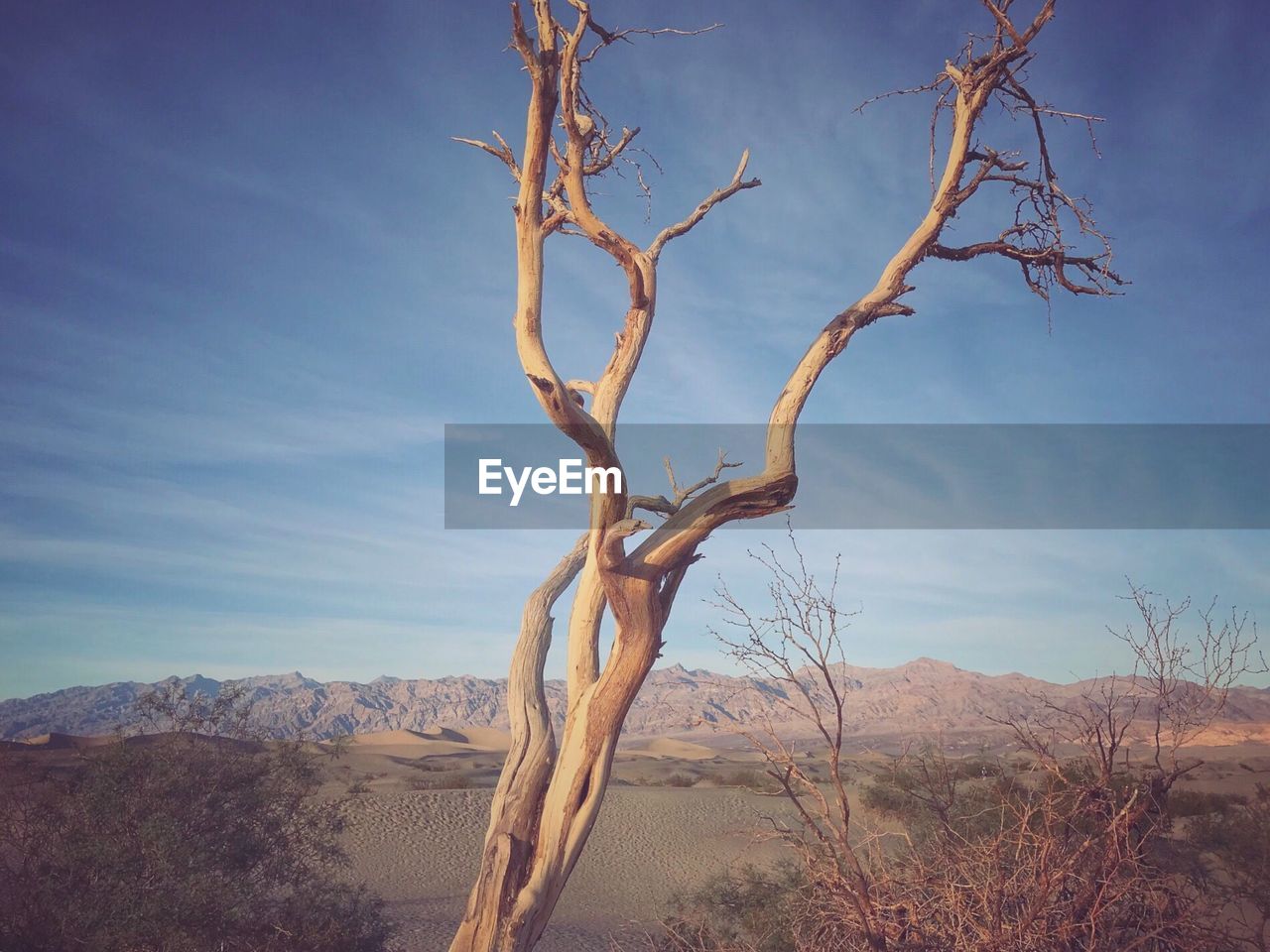 BARE TREE IN DESERT