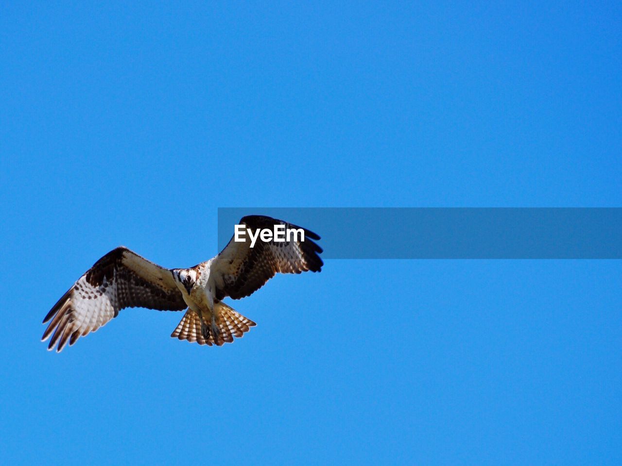 Low angle view of osprey flying in clear blue sky