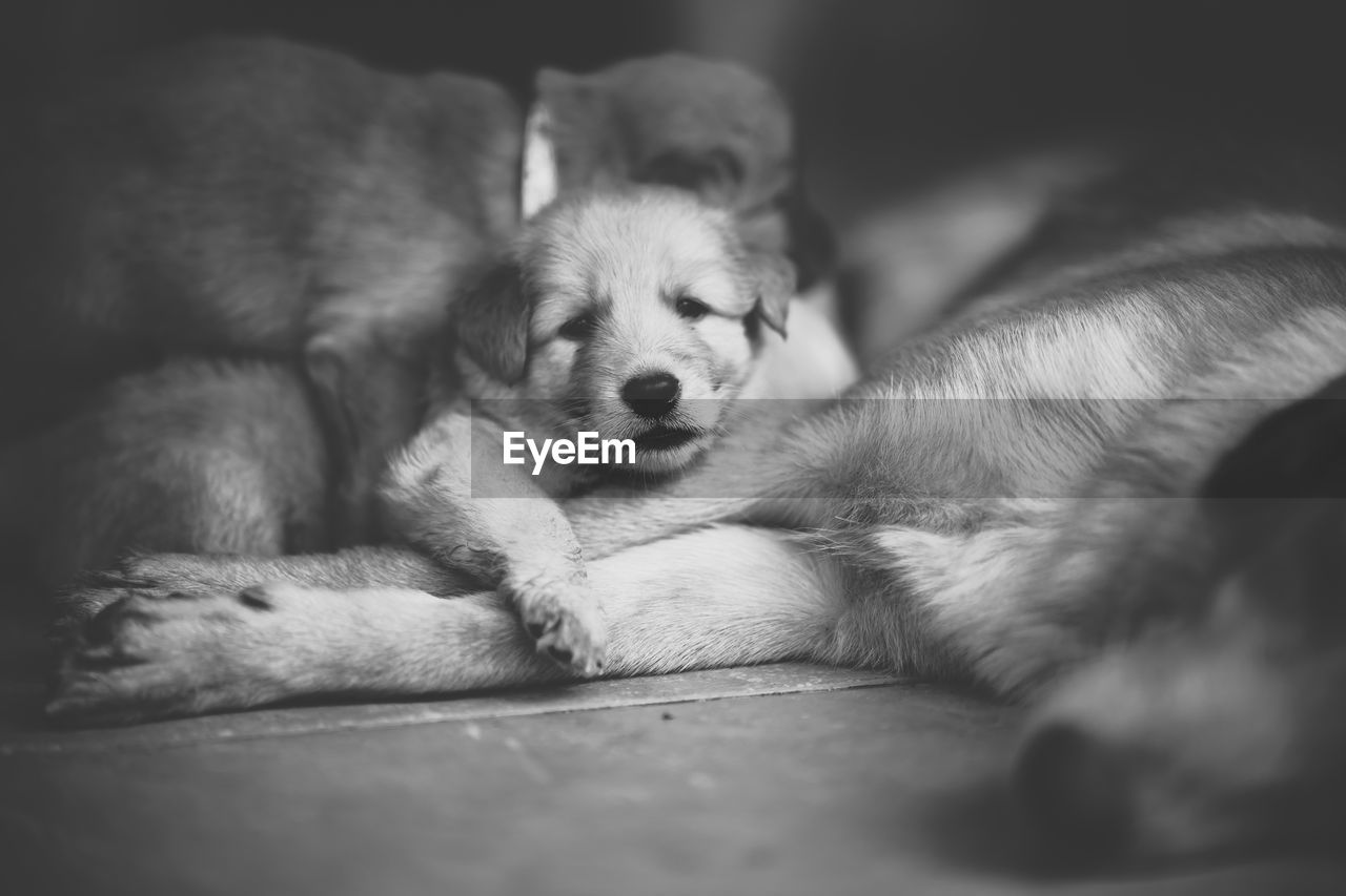 Close-up of a dog sleeping