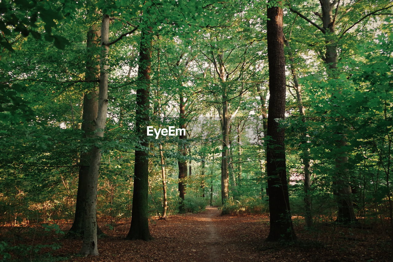 PATHWAY ALONG TREES IN FOREST