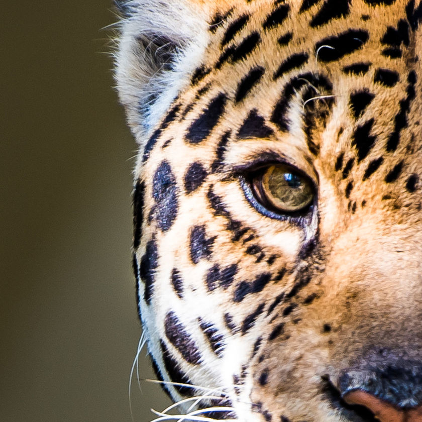 EXTREME CLOSE UP OF CAT