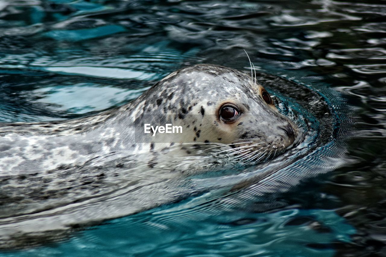 Seal swimming in pond at zoo