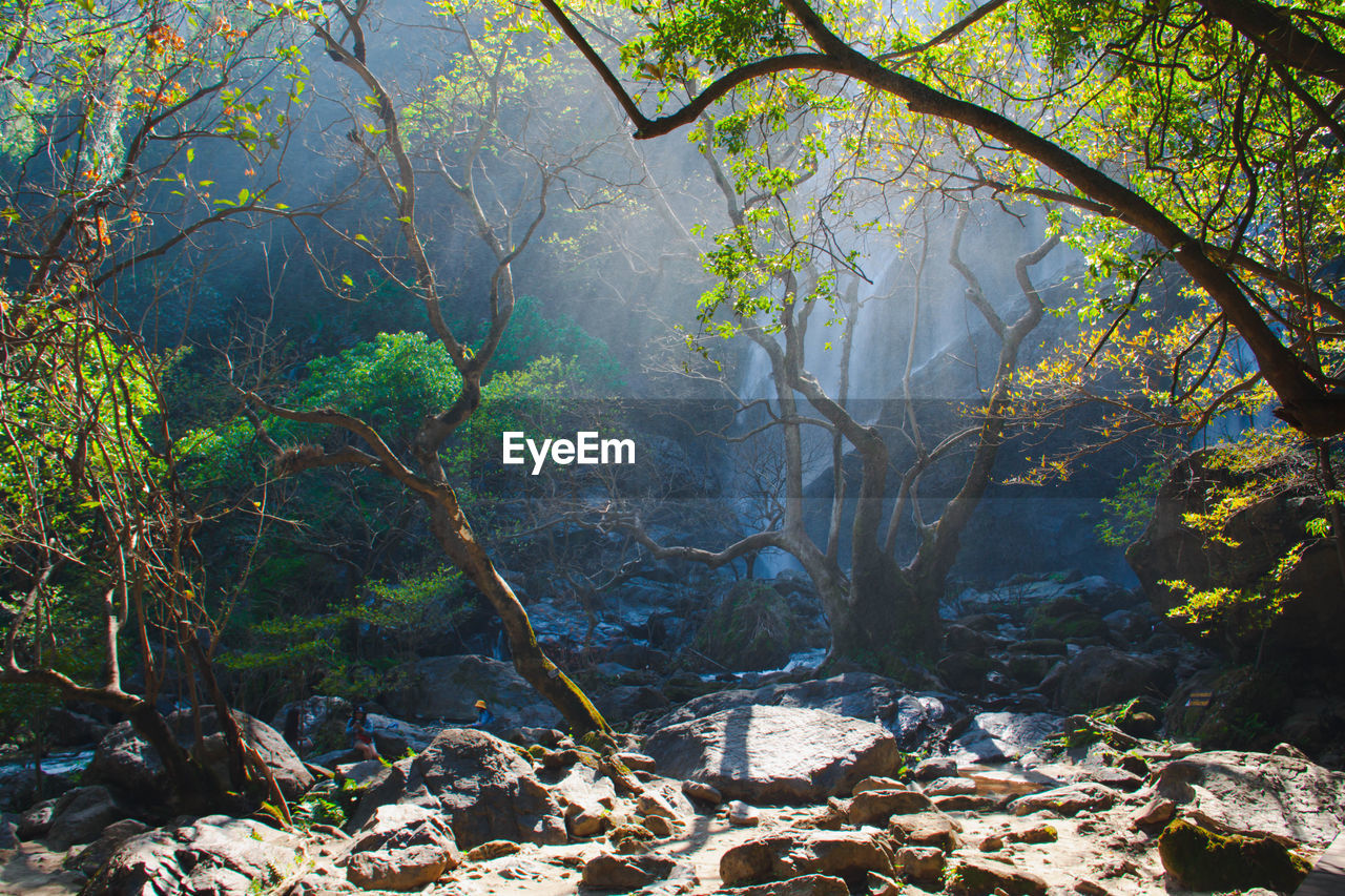 Trees and rocks in forest