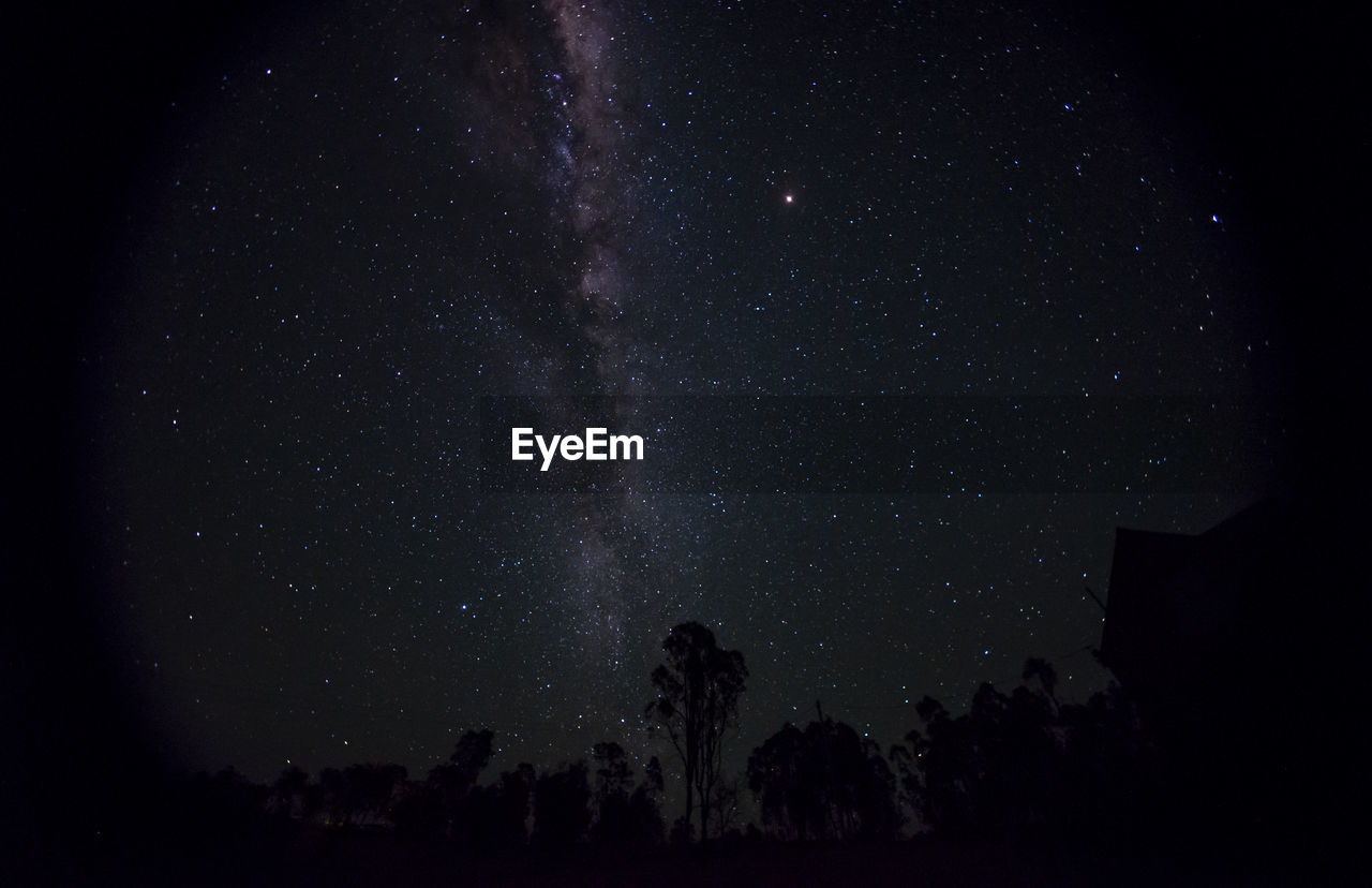 Low angle view of trees against sky at night