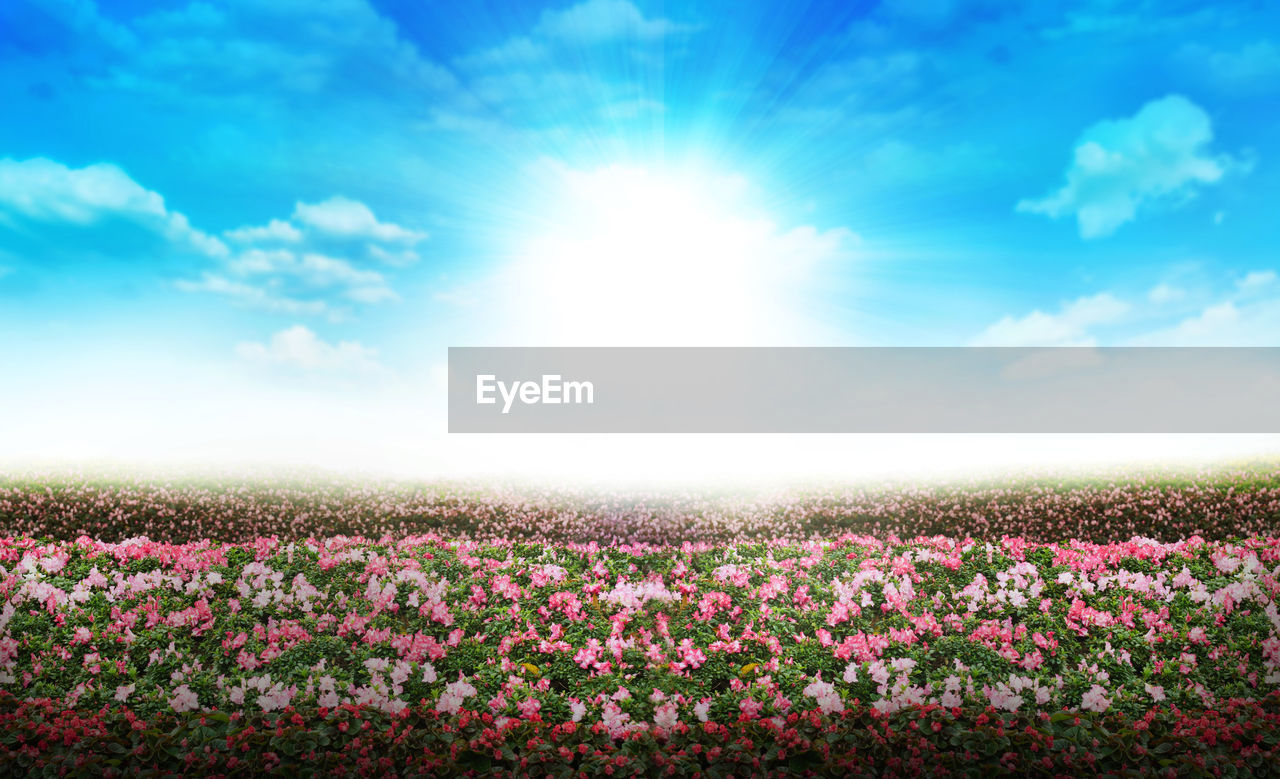 Scenic view of pink flowers on field against sky