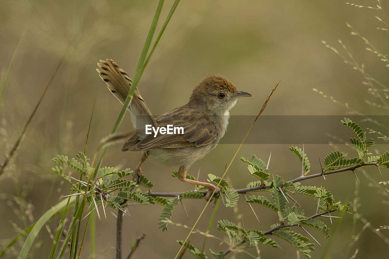 Close-up of bird perching on plant