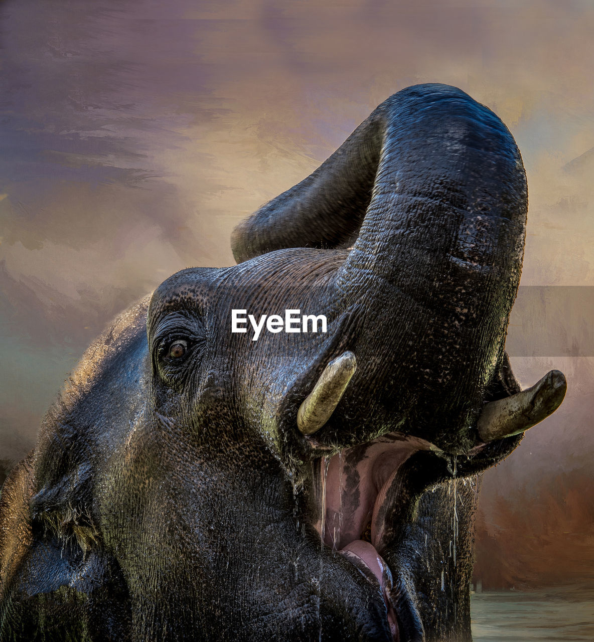 Close-up of elephant with mouth open in lake
