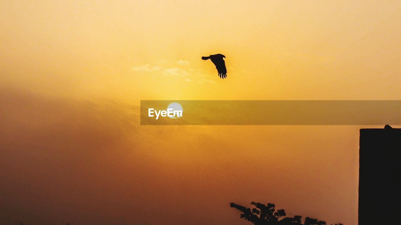 Low angle view of silhouette bird during sunset