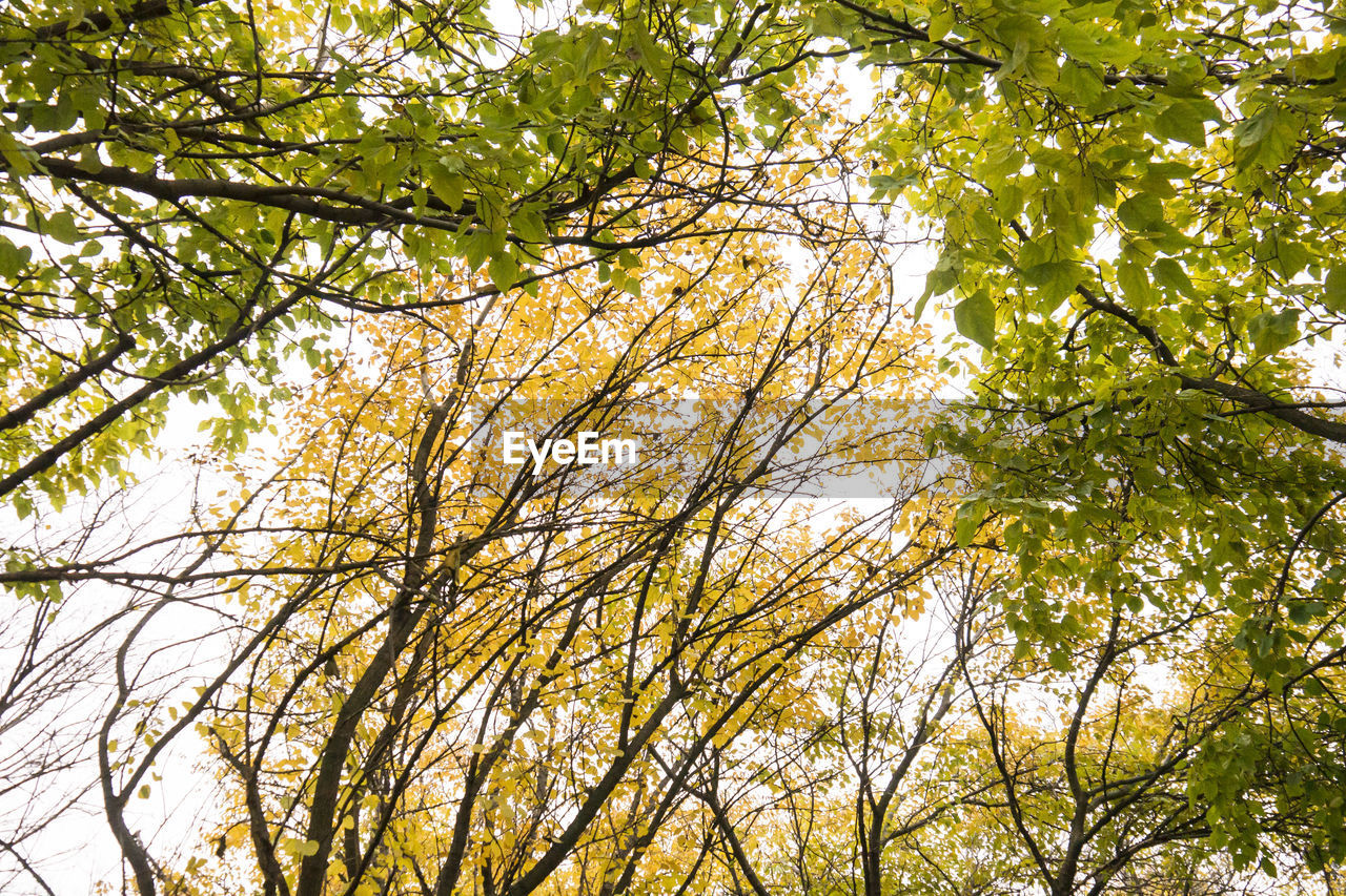 Low angle view of trees in forest