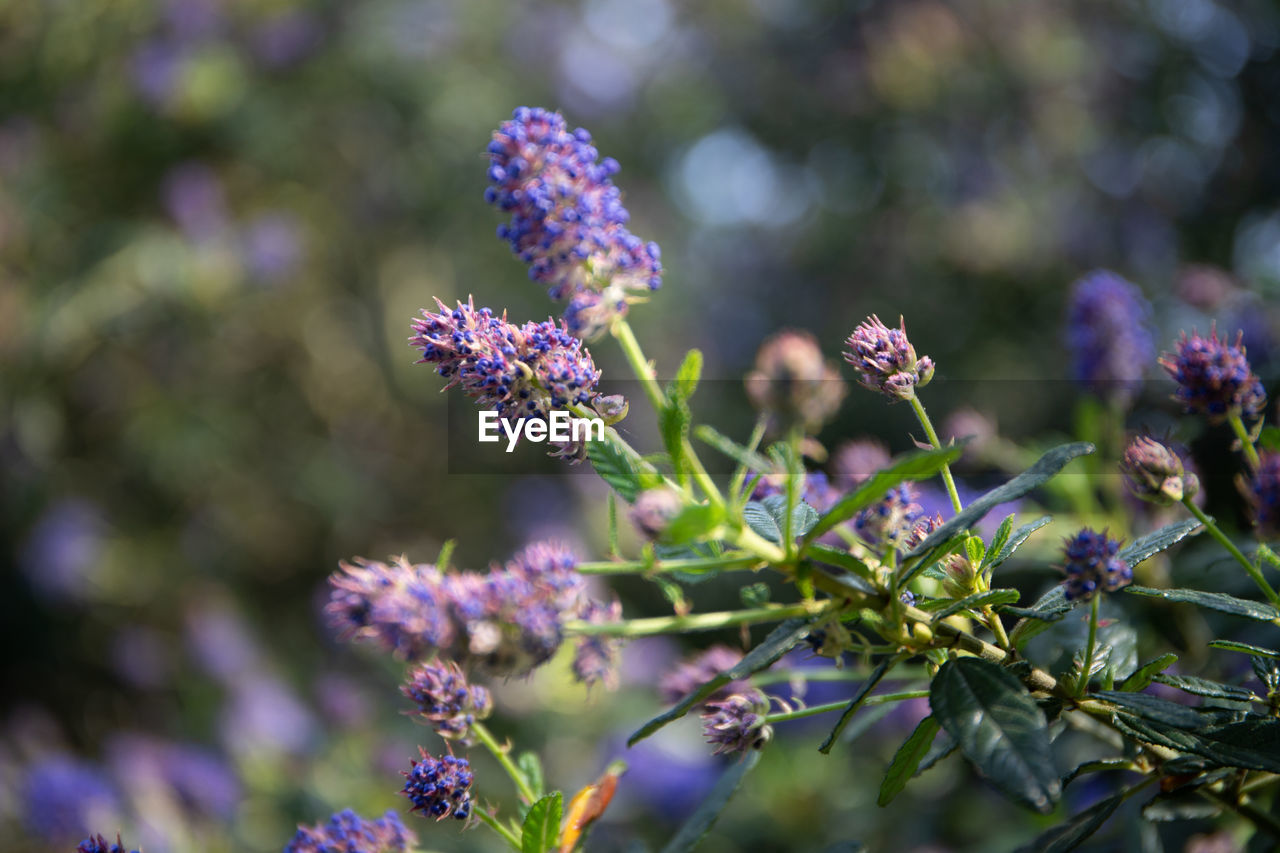 CLOSE-UP OF PURPLE FLOWERING PLANTS OUTDOORS