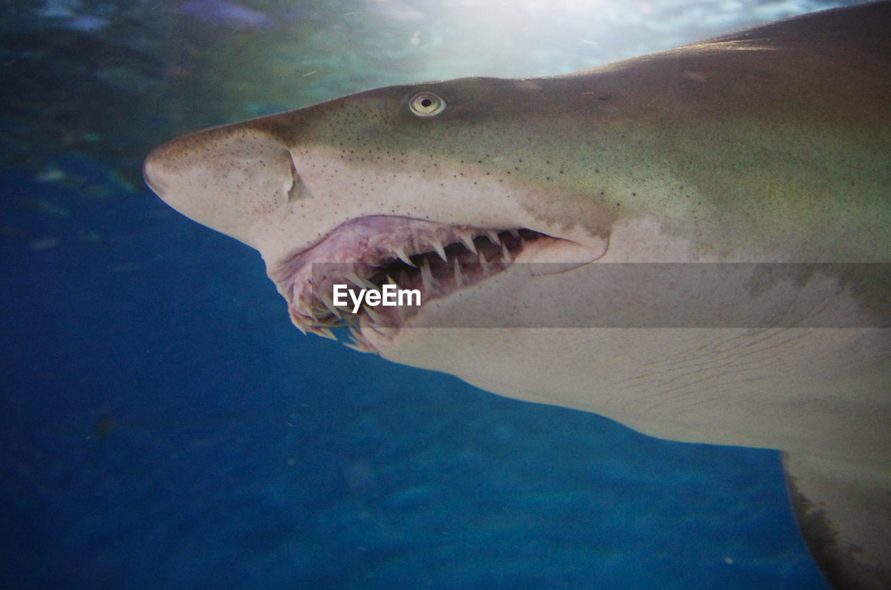 CLOSE-UP OF FISH IN SEA