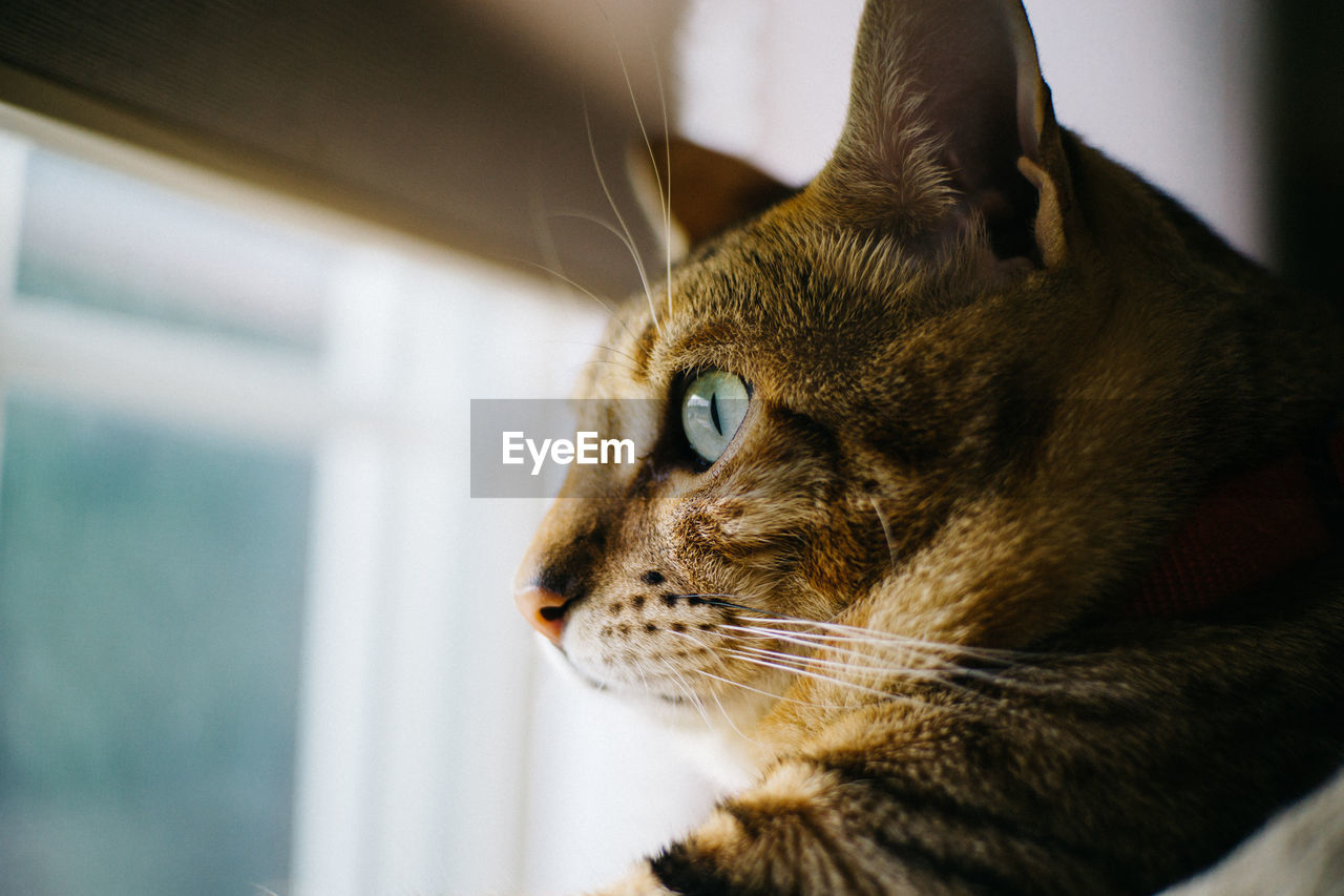 Eye of cat