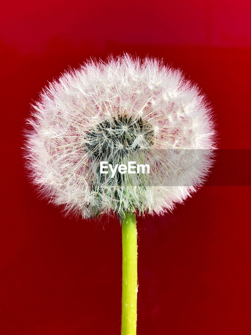 CLOSE-UP OF RED DANDELION