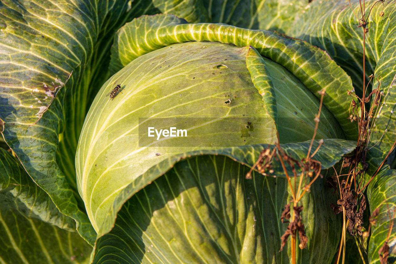 leaf, plant, plant part, green, tree, growth, nature, beauty in nature, no people, tropics, flower, close-up, jungle, rainforest, day, tropical climate, outdoors, sunlight, palm tree, land, food and drink, freshness, tranquility, food, plant stem