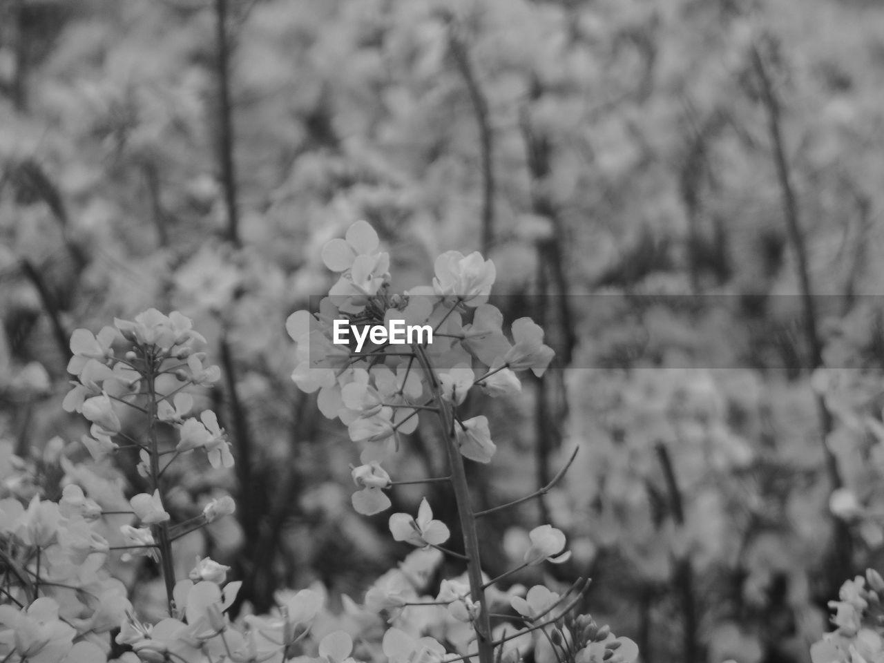 CLOSE-UP OF FLOWERS AGAINST BLURRED BACKGROUND