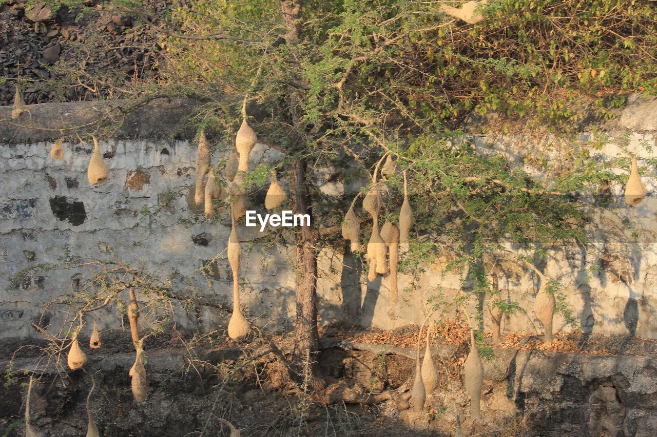 HIGH ANGLE VIEW OF TREE TRUNK