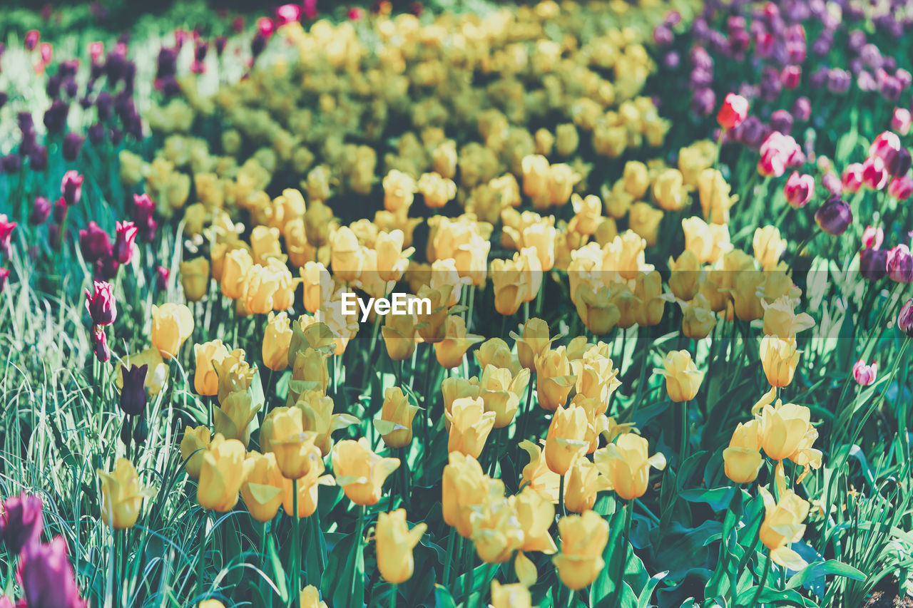 flowering plant, flower, plant, beauty in nature, freshness, yellow, growth, multi colored, nature, fragility, tulip, flower head, close-up, field, no people, flowerbed, petal, inflorescence, springtime, land, abundance, day, vibrant color, outdoors, green, focus on foreground, blossom, botany, backgrounds, garden, selective focus, ornamental garden, landscape, environment, full frame