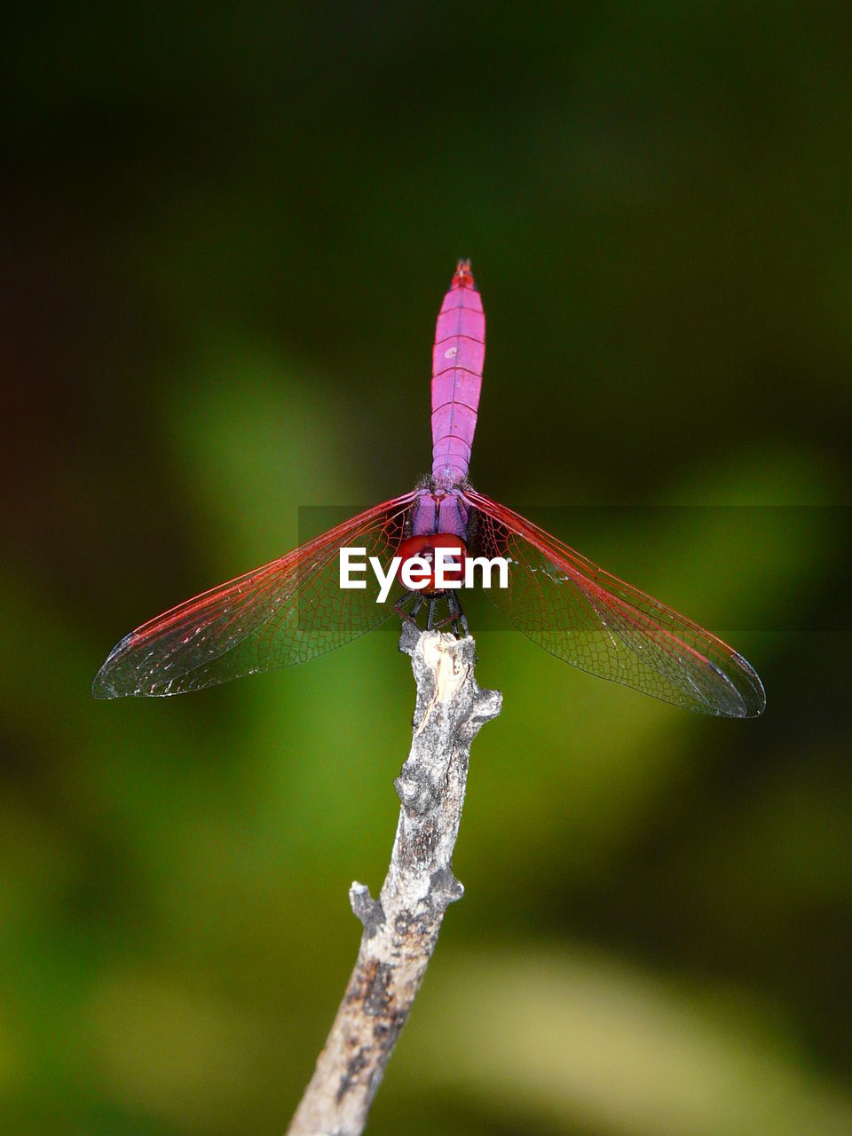 Close-up of damselfly on leaf