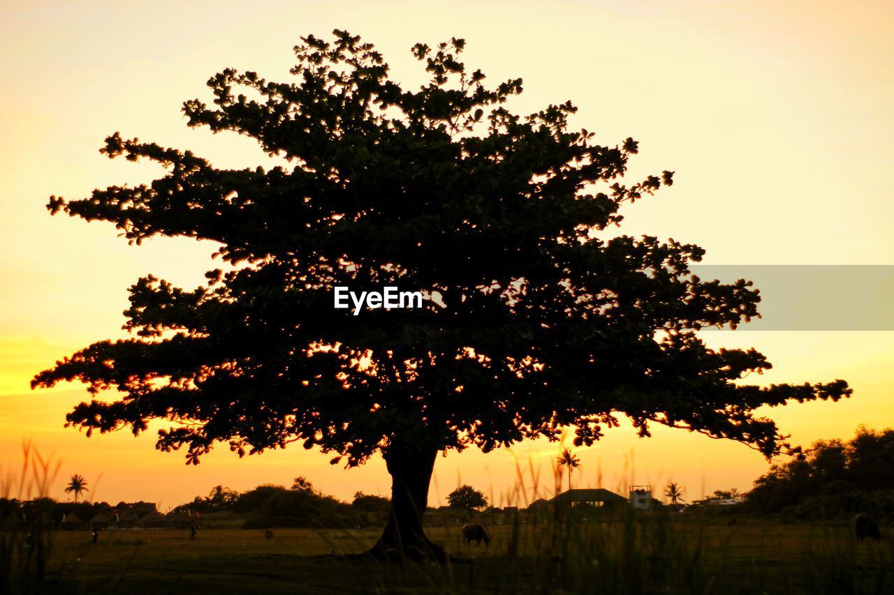 SILHOUETTE TREE AGAINST CLEAR SKY AT SUNSET